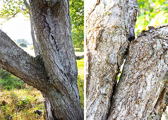 Grimsholmens - Exempel gamla skadade träd