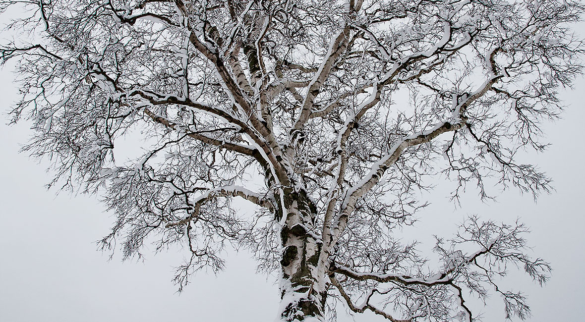 Vinterträd med snö och utan löv